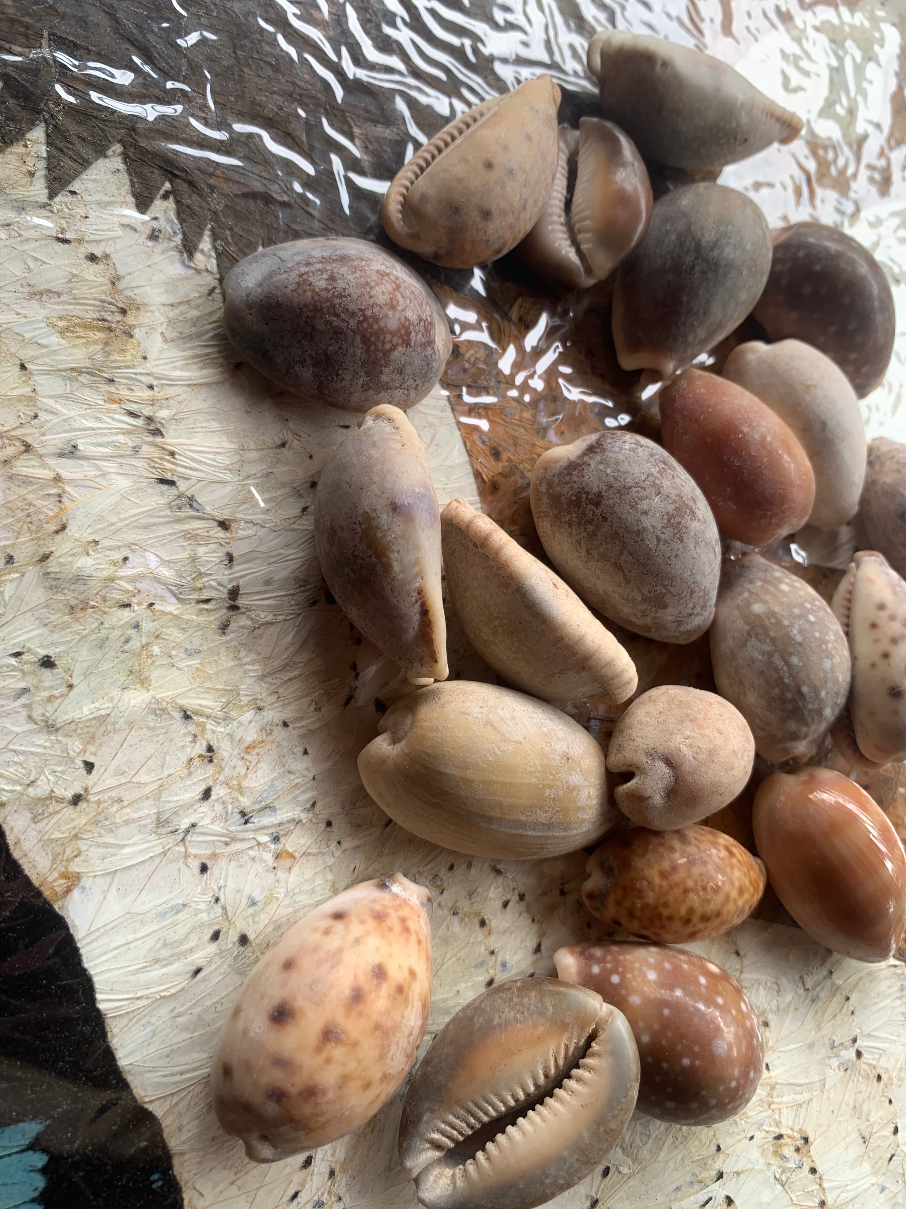 Cowries  – Large and small natural cowries 